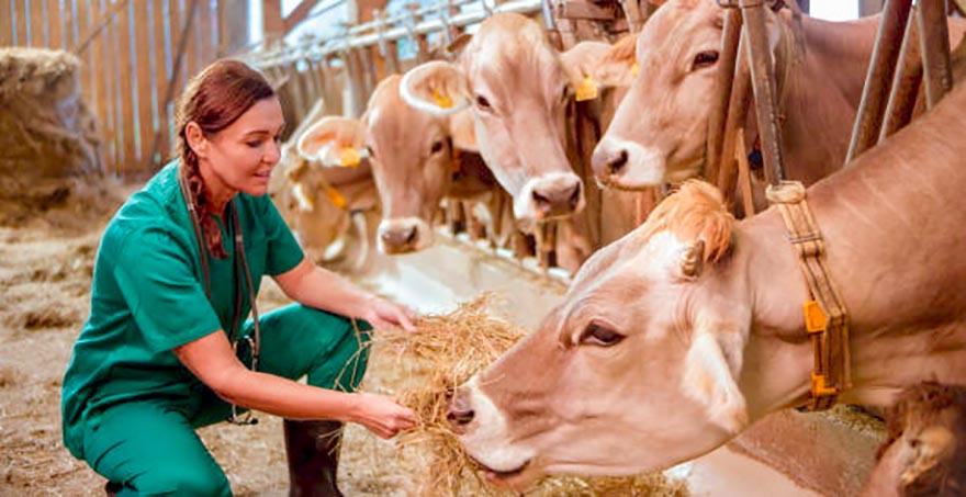 Intolerable situación laboral de los veterinarios de la empresa EULEN