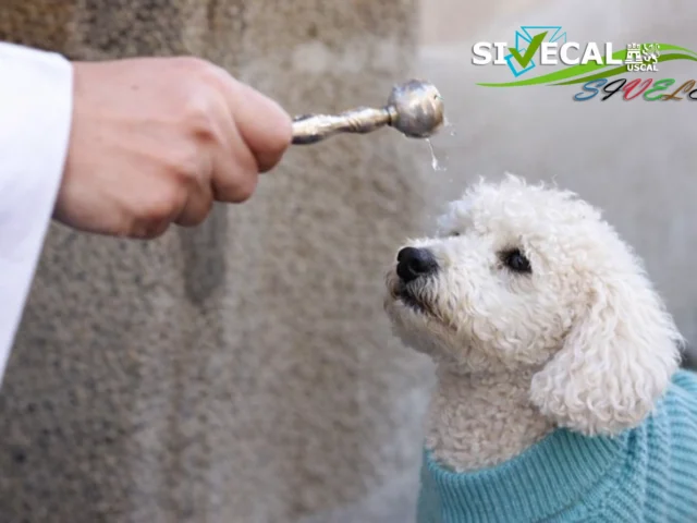 Sivele  desea a todos los veterinarios ¡Feliz día de San Antón!